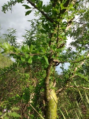 Fouquieria macdougalii