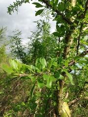Fouquieria macdougalii