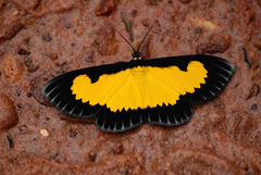 Xanthyris flaveolata