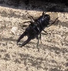 Serrognathus titanus castanicolor