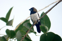 Lonchura leucogastroides