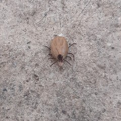 Rhipicephalus sanguineus