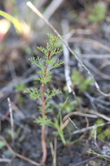 Proserpinaca pectinata