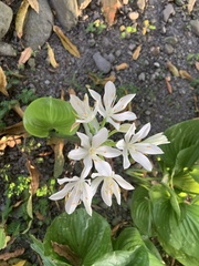 Proiphys amboinensis