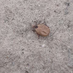 Rhipicephalus sanguineus