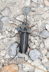 Epicauta cinerea-group