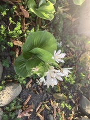 Proiphys amboinensis