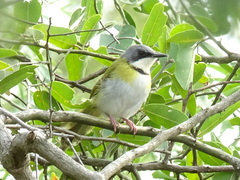 Apalis ruddi