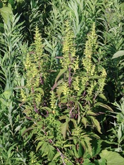 Dasistoma macrophylla