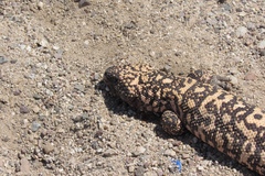 Heloderma suspectum suspectum