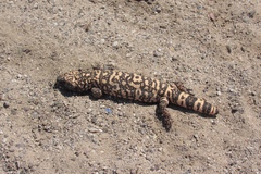 Heloderma suspectum suspectum