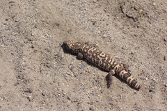 Heloderma suspectum suspectum