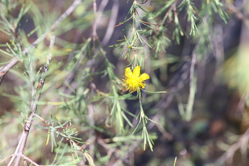 smoothbark St. Johnswort (Hypericum lissophloeus)
