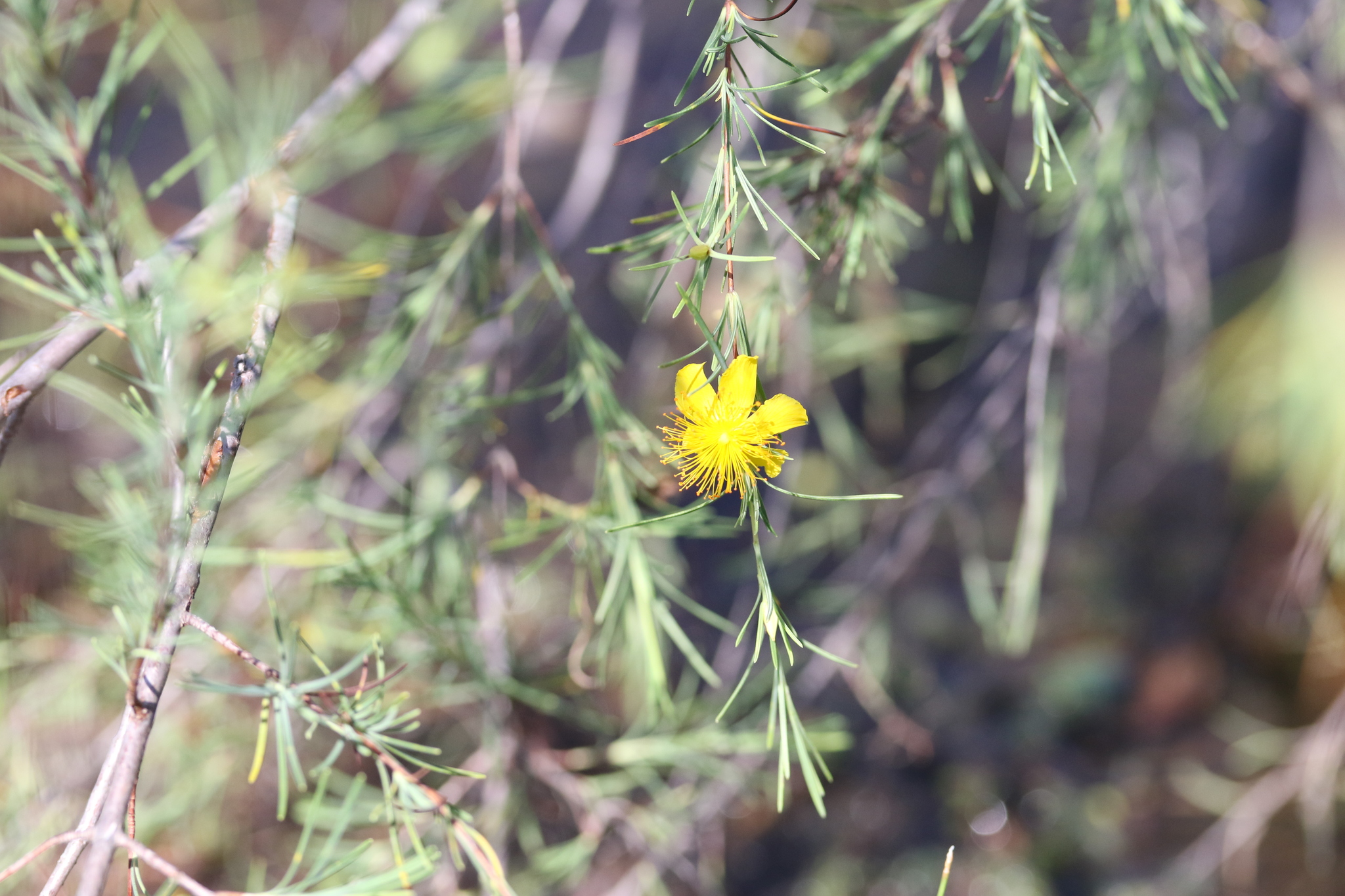 Hypericum lissophloeus