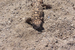 Heloderma suspectum suspectum