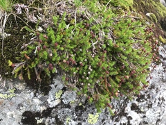 Harrimanella hypnoides