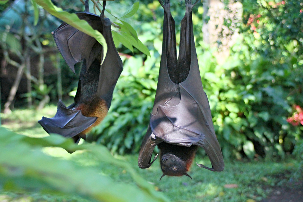 Large Flying Fox - Photo (c) gillbsydney, some rights reserved (CC BY-NC), uploaded by gillbsydney