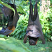 Large Flying Fox - Photo (c) gillbsydney, some rights reserved (CC BY-NC), uploaded by gillbsydney