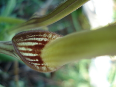 Aristolochia angustifolia