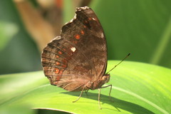 Junonia hedonia ida