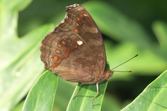 Junonia hedonia ida