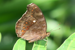 Junonia hedonia ida