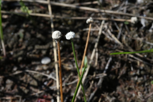 narrow pipewort (Eriocaulon lineare)
