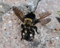 Laphria astur