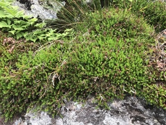 Harrimanella hypnoides