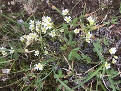 Mononeuria groenlandica