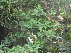 Tabernaemontana macrocarpa