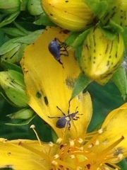 Pseudoperapion brevirostre