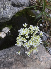 Mononeuria groenlandica