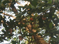 Tabernaemontana macrocarpa