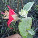 Hibiscus longifilus - Photo (c) geomanuel, algunos derechos reservados (CC BY-NC), subido por geomanuel