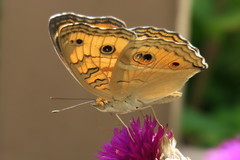 Junonia almana javana