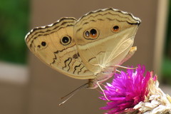 Junonia almana javana