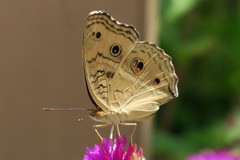 Junonia almana javana