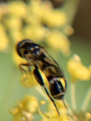 Syritta pipiens