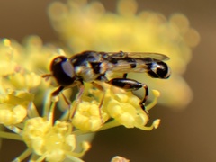 Syritta pipiens