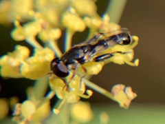 Syritta pipiens