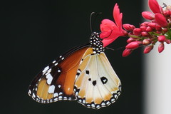 Danaus chrysippus chrysippus