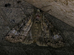 Anaplectoides prasina