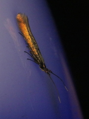 Coleophora deauratella