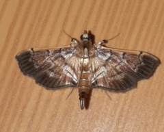 Salbia cassidalis