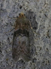 Sciota vetustella