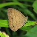 Malaveria nebulosa - Photo (c) Lepidoptera Colombiana 🇨🇴,  זכויות יוצרים חלקיות (CC BY-NC), הועלה על ידי Lepidoptera Colombiana 🇨🇴