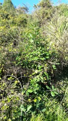 Pittosporum ralphii