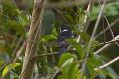 Sporophila americana