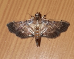Salbia cassidalis